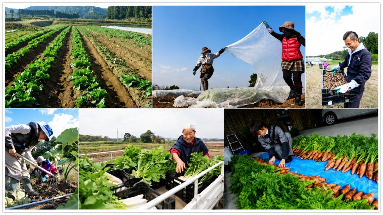 契約農家の畑で野菜を育て、収穫・選別する生産者の様子